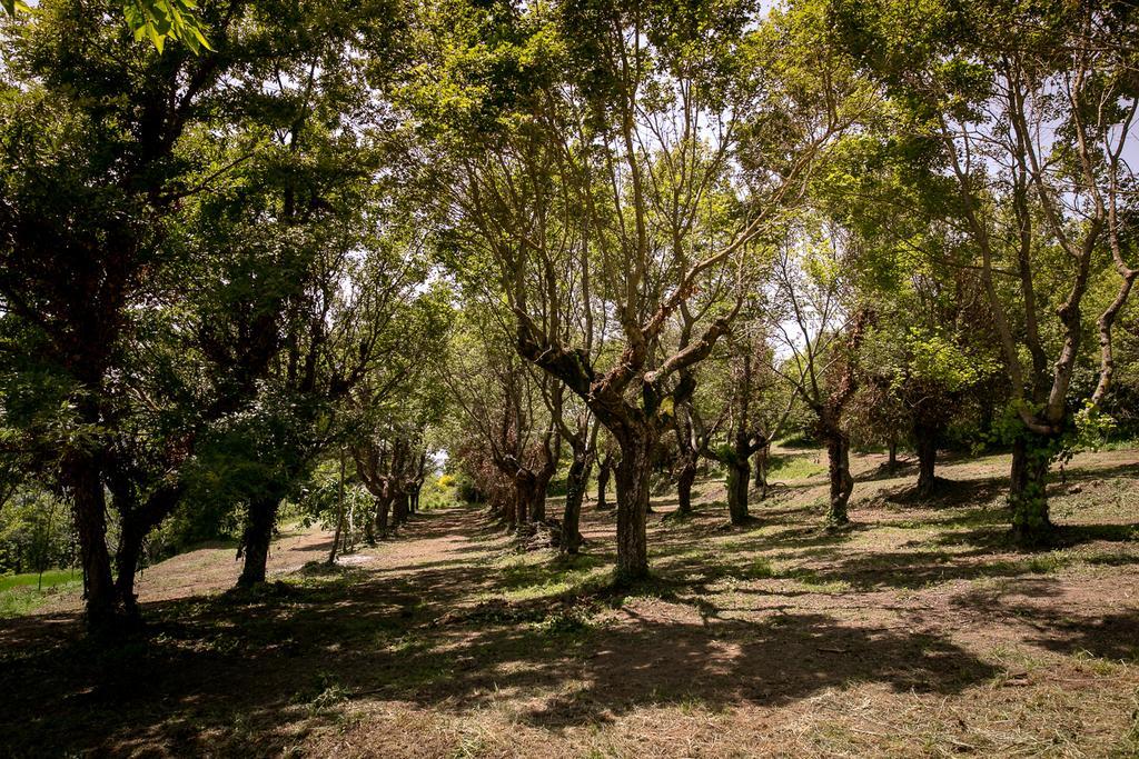 דירות קסטיליון פיורנטינו Borgo Al Teto La Vite מראה חיצוני תמונה